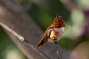 A male hummingbird during California winter 
