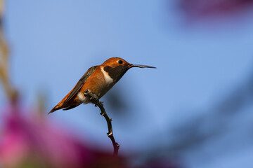 Fototapeta premium A male hummingbird during California winter 