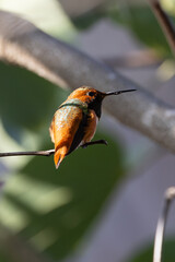 A male hummingbird during California winter 