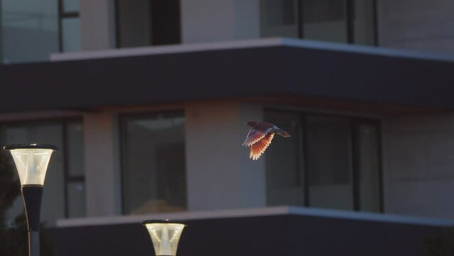 Urban Pigeon Flying through the city buildings during late evening in slow motion puerto madryn