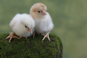 Two newly hatched chicks are looking for food in the moss-covered ground. This animal has the...