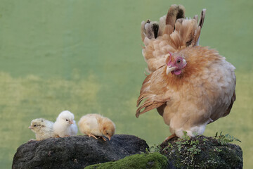 An adult hen resting with her chicks on a rock overgrown with moss. This animal has the scientific...