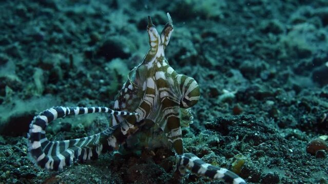 An amazing Wunderpus octopus - Wunderpus photogenicus is showing its beauty. Sea life of Tulamben, Bali, Indonesia. 4k slow motion.