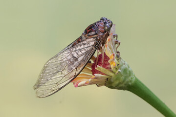 An evening cicada is looking for food in the flowers of plants that grow wild. This insect has the...