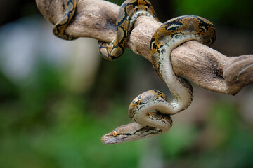 Retic culatus borneo snake on the branch