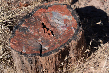 Petrified wood from the Triassic period showing tree rings and barkp