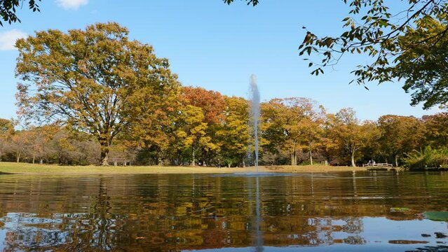 Calm lake with fountain in middle, autumn park in Tokyo city. Water jet move up and rise high, after a while, jet weakens and fountain becomes quite low. Clip includes original sounds, birds cawing
