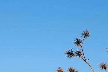 青空の泥棒草種（コセンダングサ）