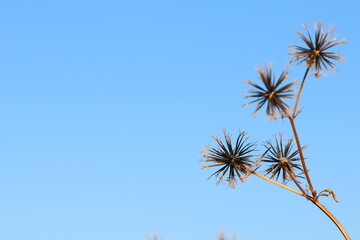 青空の泥棒草種（コセンダングサ）