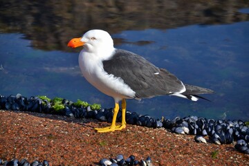Pacific gull at low tide on mussel bed and rocks