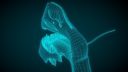 Human Concha nasal, oral cavity, Pharynx 3D illustration