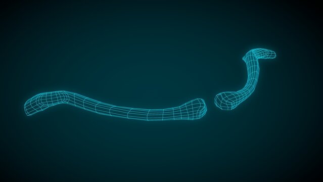 Human Clavicle or collarbone wireframe 3D illustration
