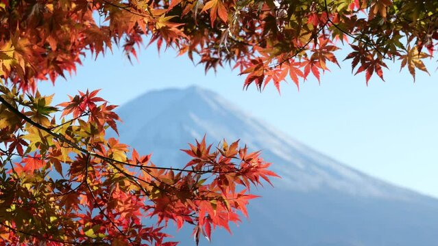 Beautiful autumn park at lake Kawaguchi, red colored foliage on maple branches on foreground, blurred Fuji mountain seen on background. Characteristic view of Japan in November time