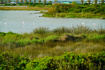 Stagno di Sale de Porcus. Sinis, Provincia di Oristano, Sardegna, Italy