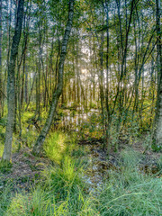 Fototapeta premium Birkenstämme verzaubert 