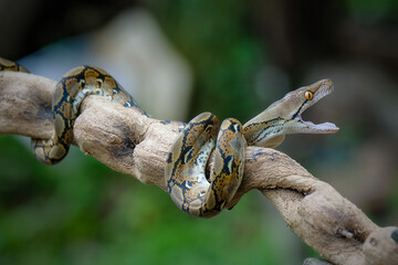 close up of a snake on branch