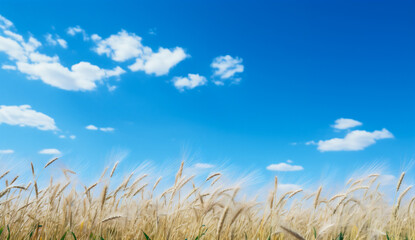 Fototapeta premium Wheat field and blue sky with white clouds. Nature background.
