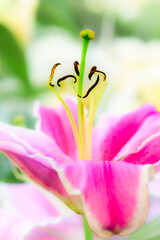 Lily pollen in a garden