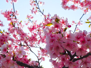 河津桜と明るい空