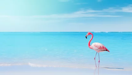 Fotobehang Pink flamingo standing in the water in a tropical country © terra.incognita