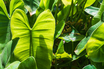 Close up of beauty of the green natural leaves with heart pattern glow bright in the morning sun,...