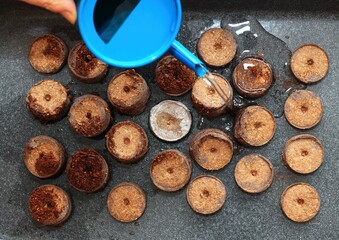 Watering seeds cultivated in peat pellet tablets. Cypress seeds in pellets for  better growing indoor in winter. - obrazy, fototapety, plakaty