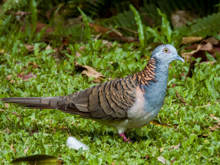 Bar-shouldered Dove in Queensland Australia