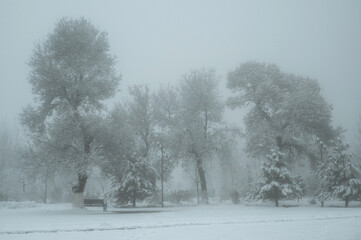 beautiful fairy tale winter landscape with trees in winter in the park with snow and fog