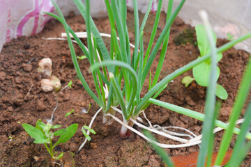 Photo of the shallot plant 