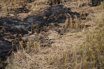 Burning straw in the middle of the rice fields after harvest makes the soil less loose