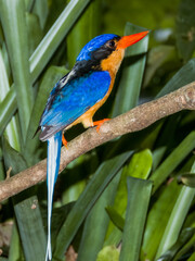 Buff-breasted Paradise Kingfisher in Queensland Australia