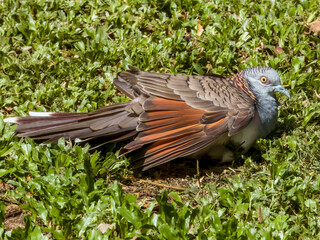 Bar-shouldered Dove in Queensland Australia