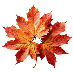 Naklejka na ściany i meble Autumn Leaf Isolated on Transparent or White Background