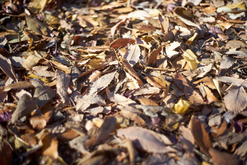 落ち葉の絨毯 のアップ