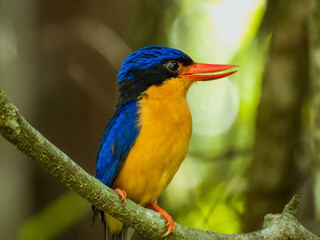 Buff-breasted Paradise Kingfisher in Queensland Australia