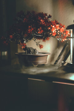 Bonsai Tree