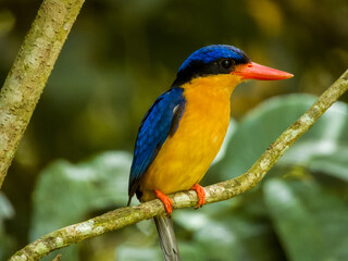 Buff-breasted Paradise Kingfisher in Queensland Australia