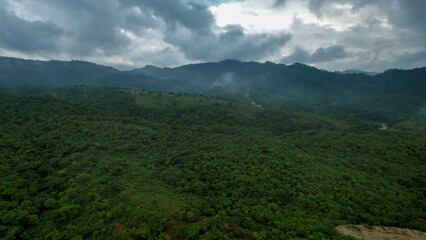 forest and clouds