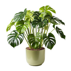 Potted Plant on White Background Isolated on Transparent or White Background