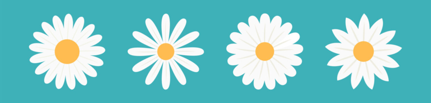 White daisy camomile set line. Four chamomile icon. Cute round flower head plant collection. Love card symbol. Growing concept. Nature style. Flat design. Isolated. Blue background.