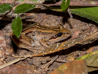 Striped Marsh Frog in Queensland Australia