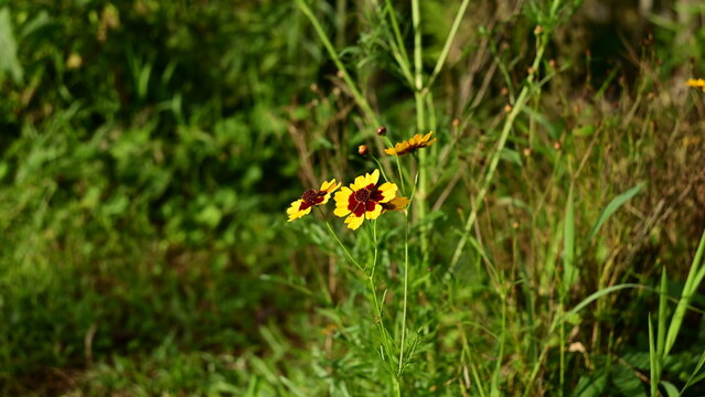 The beautiful Coreopsis basalis or Plains coreopsis flower with its distinctive yellow-red colors, stands out among the surrounding environment.