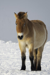Przewalski's horse ( Equus ferus przewalskii ), also called the takhi,  also found a home in the...