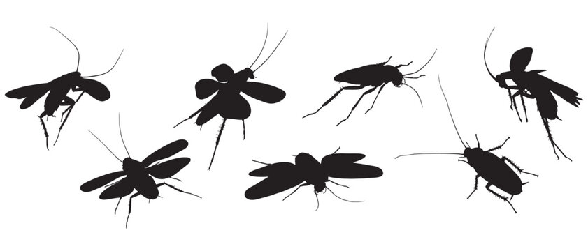 Cockroach vector silhouette with transparent background