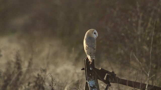 A hunting Barn Owl (Tyto alba) perched on farming machinery at dusk.