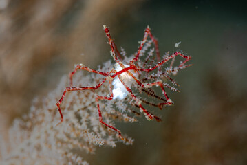 Pycnogonid carrying eggs