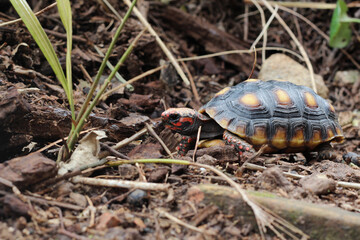 Cute small baby Red-foot Tortoise in the nature,The red-footed tortoise (Chelonoidis carbonarius) is a species of tortoise from northern South America