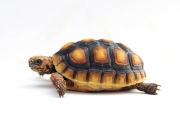 Cute small baby Red-foot Tortoise in front of white background, The red-footed tortoise isolated white background studio lighting , The red-footed tortoise (Chelonoidis carbonarius) is a species of to