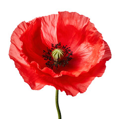 red poppy flower isolated on transparent background Remove png, Clipping Path, pen tool - obrazy, fototapety, plakaty
