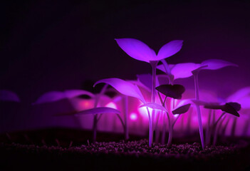 plants under purple lighting